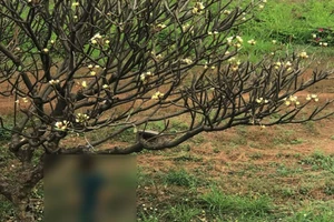 Người đàn ông chết trong tư thế treo cổ trên cây hoa sứ