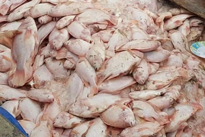 Hàng trăm tấn cá chết ở làng bè lớn nhất Đồng Nai