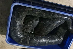 Một thanh niên nghi bị trăn nuôi siết chết