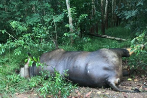 Bò tót 700 kg chết trong rừng sau khi bị ô tô tông