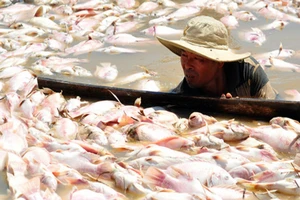 Đồng Nai hỗ trợ hơn 12 tỉ cho người nuôi cá bè 