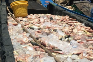 Đã tìm ra nguyên nhân gần 1.000 tấn cá bè sông La Ngà chết