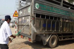 Cán bộ thú y cấp giấy 'lụi' cho lô heo nhiễm tả heo châu Phi