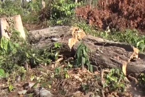 Khu bảo tồn Đồng Nai dọn dây leo nhưng cưa gỗ 'khủng'