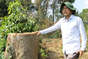 Lãnh đạo Đồng Nai kiểm tra vùng cây bị đốn ở khu bảo tồn