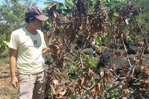 Vườn bơ bị hạ độc, chủ vườn 'cầu cứu' GĐ Công an Đồng Nai