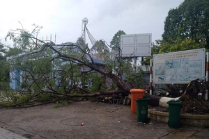 Đồng Nai: Cây phượng đổ trong sân trường, 3 nữ sinh xây xát 