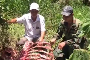Một con bò tót bị giết lấy thịt tại Vườn quốc gia Cát Tiên