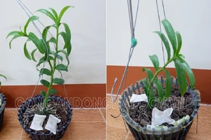 Từ Lâm Đồng đến Đồng Nai trộm 2 giò lan giá hơn 750 triệu đồng