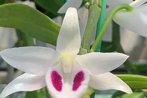 Chiêu trò 'thổi giá' trong giới buôn lan đột biến