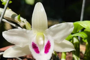 Đồng Nai: Chủ vườn lan đột biến 'mất tích'