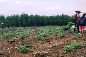 Đồng Nai: 1 phụ nữ bị khởi tố tội không chấp hành án 