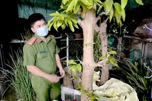 Bắt các nhóm chuyên trộm mai cảnh ở Đồng Nai