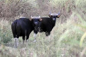 Tỉnh Đồng Nai không đồng ý làm cầu Mã Đà và đường nối Đồng Nai - Bình Phước