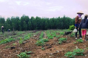 Đề nghị truy tố người không chấp hành bản án dân sự của tòa