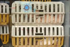 CSGT Đồng Nai bắt xe tải chở hàng trăm con chó, mèo đi tiêu thụ