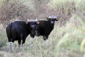UNESCO không đồng ý xây cầu Mã Đà và làm đường xuyên Khu bảo tồn