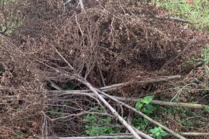 Khởi tố vụ án hủy hoại 1.600 cây trồng ở Đồng Nai để điều tra