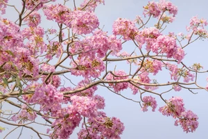 Ngắm hoa kèn hồng rực rỡ, đẹp như 'phố Nhật' ở Đồng Nai 