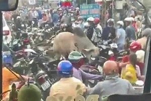 Bò ‘điên’ húc hàng loạt người đang đi xe máy trên quốc lộ 1