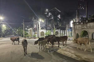 Đồng Nai: Cán bộ phường xử lý bò thả rông trong khu dân cư