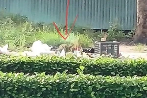 Tìm thân nhân thi thể trẻ sơ sinh ở bãi rác bên đường