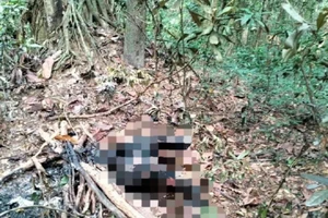 Thi thể người đàn ông bị cháy đen trong rừng