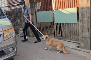 Đồng Nai: Bắt chó thả rông, phòng bệnh dại 