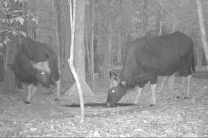 Tiếp nước cho thú rừng mùa khô hạn kéo dài