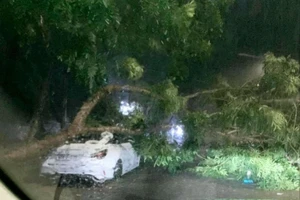 Đồng Nai: Mưa giông khiến cây lớn đổ đè ô tô trên đường 