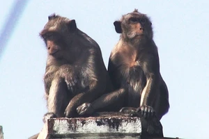 Đồng Nai sắp có trại nuôi khỉ xuất khẩu 'khủng' với 12.000 con/năm