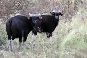 Đồng Nai nói không với sử dụng động vật hoang dã trái phép