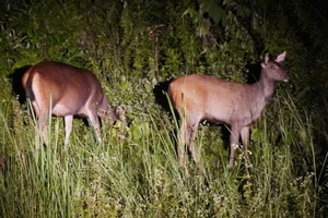 Những đàn thú hoang dã trong rừng Quốc gia Cát Tiên