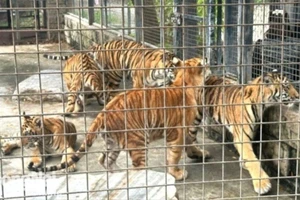 Bộ NN&PTNT chỉ đạo sau vụ hổ chết hàng loạt trong vườn thú, khu du lịch