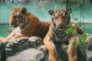 Khu du lịch Vườn Xoài tạm đóng cửa sau vụ hổ chết hàng loạt