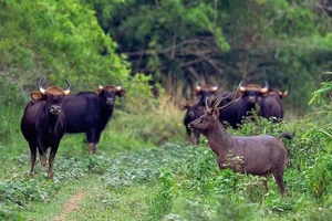 Đồng Nai sẽ biến khu bảo tồn thành trung tâm du lịch sinh thái lớn nhất Đông Nam Bộ