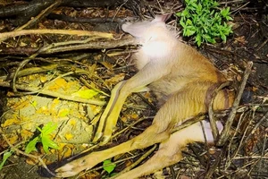 Vườn Quốc gia Cát Tiên có báo cáo liên quan điều tra 'Tiếng kêu ai oán giữa rừng xanh'