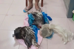Nam thanh niên bẫy động vật quý hiếm trong rừng Cát Tiên mang đi bán thì bị bắt