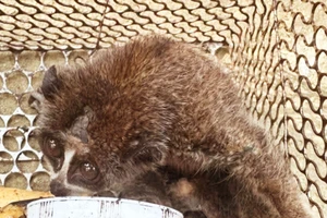 Phát hiện động vật cực kỳ quý hiếm trong vườn nhà