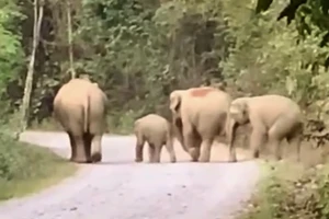 Việt Nam hiện chỉ còn dưới 200 cá thể voi hoang dã