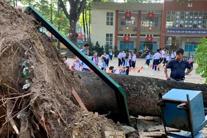 Mưa giông lốc ở Đồng Nai, cây cổ thụ bật gốc đổ gục trong sân trường