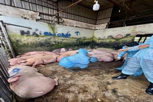 Phát hiện 89 con heo trong lò mổ dương tính với chất cấm