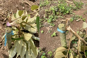 Chủ vườn ở Đồng Nai hoảng hốt phát hiện vườn sầu riêng bị chặt phá