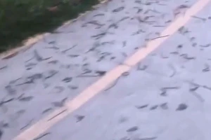 Giun đất bò dày đặc lên đường bê tông ở Đồng Nai