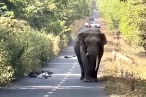 Gặp voi 'ngà lệch' thong dong đi dạo, người dân bỏ xe máy chạy thoát thân
