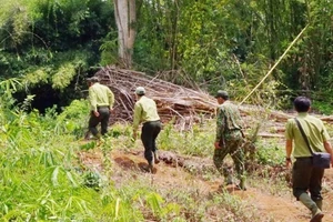 Truy đuổi nghi phạm, một bảo vệ rừng bị chém trọng thương