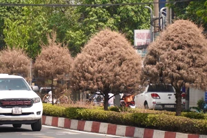 Hàng loạt cây Tùng Dương 'đẹp như mơ' khô héo trung tâm Đồng Nai