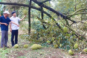 Mưa giông lốc xoáy ở Đồng Nai khiến gần 25 tấn sầu riêng bị rụng trái