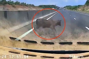 Ô tô chạy gần 100 km/h tông trúng con bò trên cao tốc Phan Thiết - Dầu Giây
