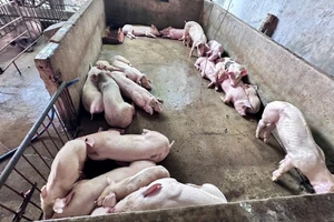 3 người ở Đồng Nai bị bắt tạm giam vì giết mổ heo bệnh đem bán